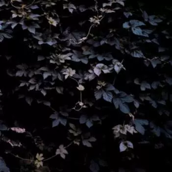 Виниловая пластинка Vallera Michael - Vivid Flu