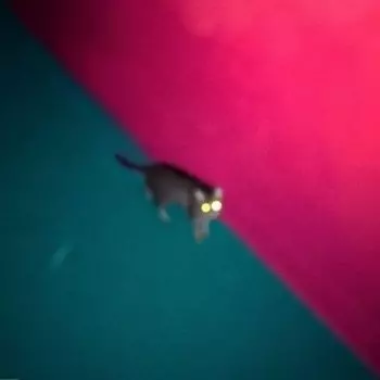 Виниловая пластинка !!! - Wallop (Limited Edition)