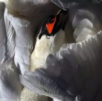 Виниловая пластинка Wild Terrier Orchestra - Even the Chimera