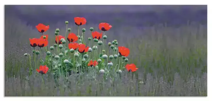 Задняя стенка кухни Artland "Лавандовая ферма в Секиме - Маки", (1 шт.), алюминиевый брызговик с клейкой лентой, легко устанавливается 100х50 см, цвет lila