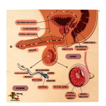 Загадка эякуляции, мужские половые органы, строение мужских органов, репродуктивные органы Inna marka