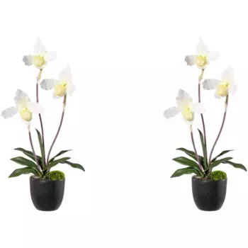 Зеленая искусственная орхидея Creativ «Orchidee Frauenschuh» с живыми цветами Creativ Green, цвет creme