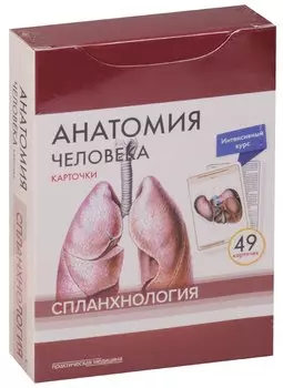 Анатомия человека. Спланхнология (49 карточек)