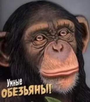 Дикие животные. Умные обезьяны