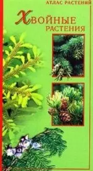Хвойные растения