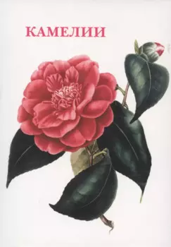 Камелии. Набор открыток