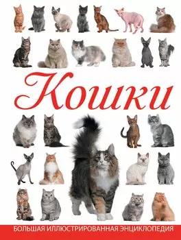 Кошки