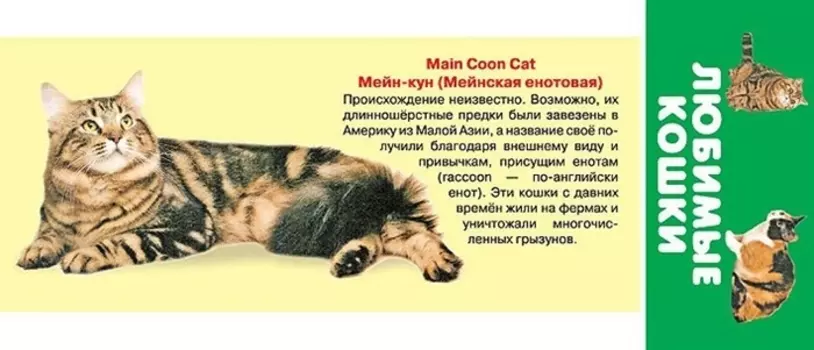 Любимые кошки. Карточки