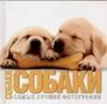 Собаки. Самые лучшие фотографии