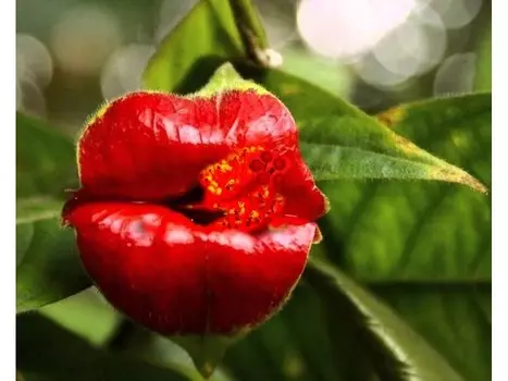 Алмазная картина-раскраска «Цветочный поцелуй»