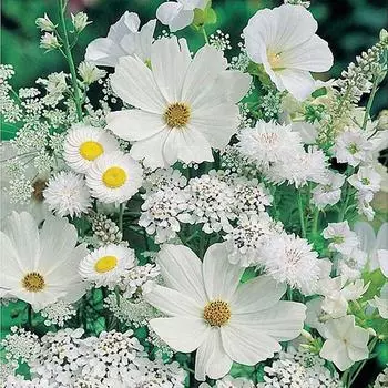 Алмазная вышивка «Белые полевые цветы»