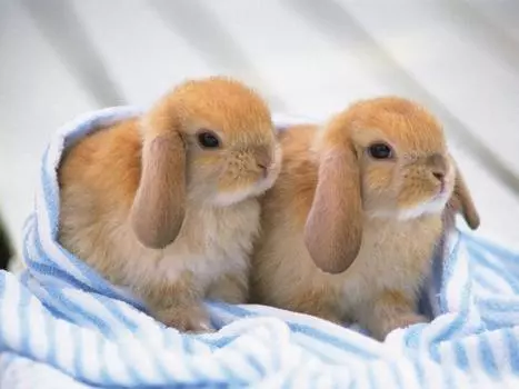 Алмазная вышивка «Братья-кролики»