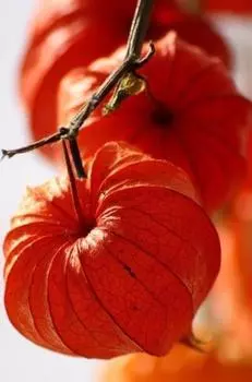 Алмазная вышивка «Физалис»