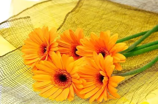 Алмазная вышивка «Герберы»