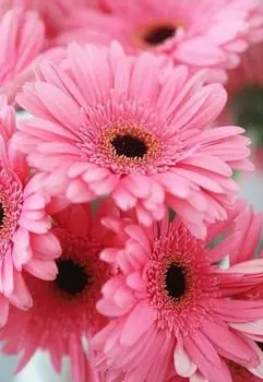 Алмазная вышивка «Герберы»