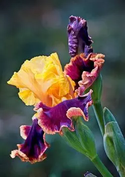 Алмазная вышивка «Ирис»