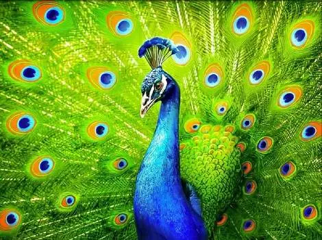 Алмазная вышивка «Красавец павлин»