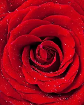 Алмазная вышивка «Красная роза»