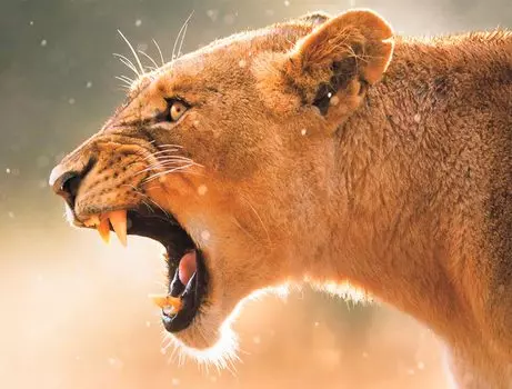 Алмазная вышивка «Львица на охоте»