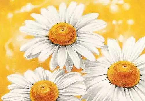 Алмазная вышивка «Летние ромашки»