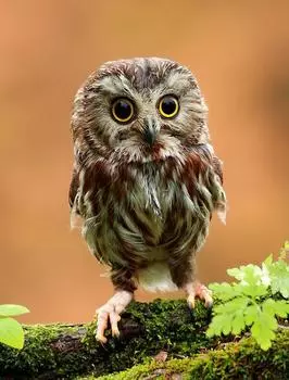 Алмазная вышивка «Совенок»