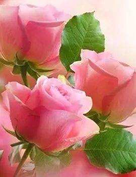 Алмазная вышивка «Три розы»