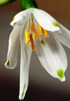 Алмазная вышивка «Тюльпан»