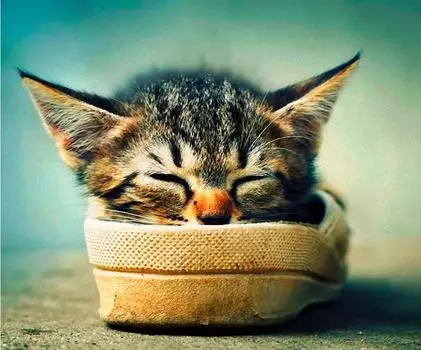 Алмазная вышивка «Я в домике»