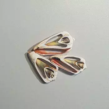 Центральный срез стромбуса, 1 шт., ResinArt