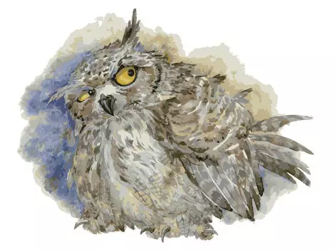 Картина по номерам «Бубо Бубо»