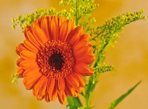 Картина по номерам «Гербера»