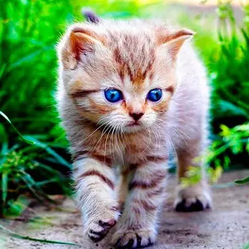 Картина по номерам «Голубоглазое чудо»