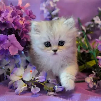 Картина по номерам «Котенок в сиреневых цветах»