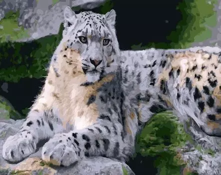 Картина по номерам «Леопард»