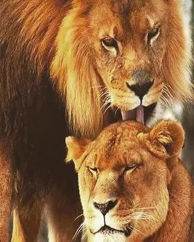 Картина по номерам «Любовь»