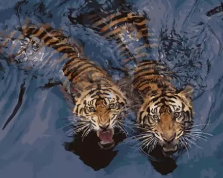 Картина по номерам «Мощные тигры в воде»