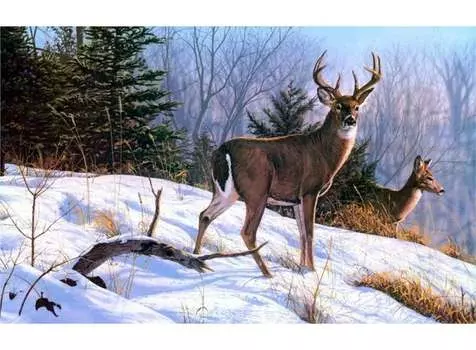 Картина по номерам «Олени зимой»