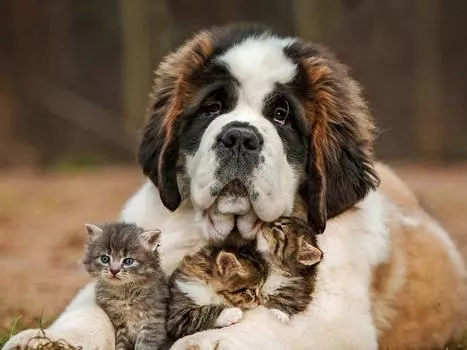 Картина по номерам «Опекун»