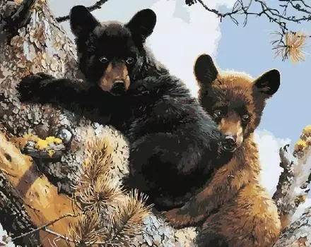 Картина по номерам «Пара медвежат»