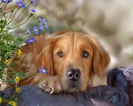 Картина по номерам «Ретривер»