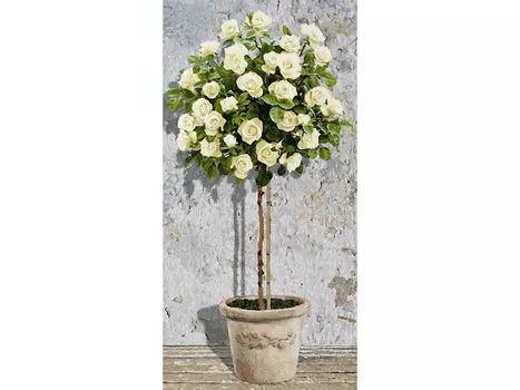 Картина по номерам «Розовое дерево (белое)»