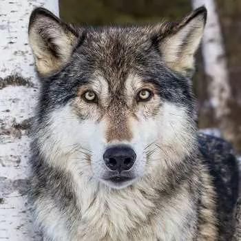 Картина по номерам «Серый волк»