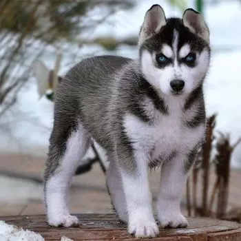 Картина по номерам «Щенок Хаски»