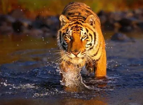 Картина по номерам «Тигр в воде»