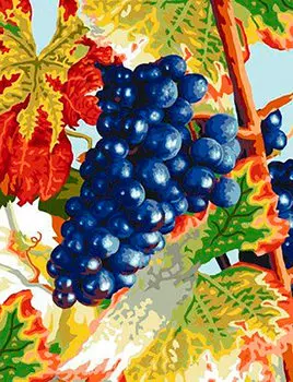Картина по номерам «Виноград»