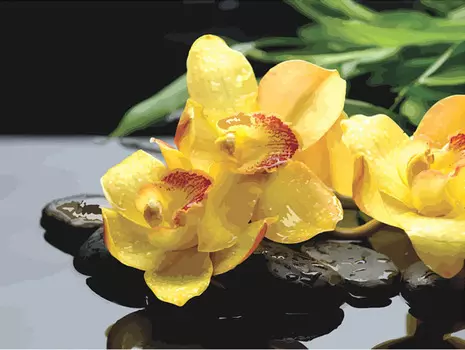 Картина по номерам «Жёлтые орхидеи»