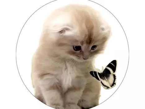 Набор для вышивания «Милый котенок с бабочкой»