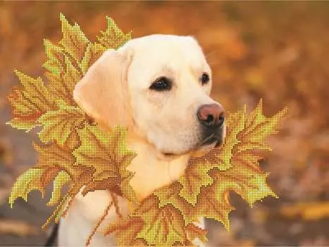 Набор вышивки бисером «Королева осени»