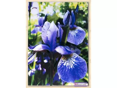 Папертоль «Ирисы»