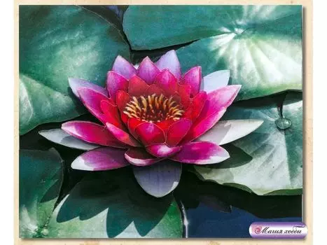 Папертоль «Лотос»